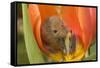Harvest Mouse in Tulip Flower-null-Framed Stretched Canvas