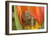 Harvest Mouse in Tulip Flower-null-Framed Photographic Print