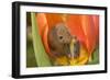 Harvest Mouse in Tulip Flower-null-Framed Photographic Print