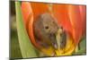 Harvest Mouse in Tulip Flower-null-Mounted Photographic Print