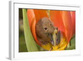 Harvest Mouse in Tulip Flower-null-Framed Photographic Print