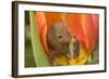 Harvest Mouse in Tulip Flower-null-Framed Photographic Print