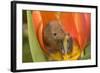 Harvest Mouse in Tulip Flower-null-Framed Photographic Print