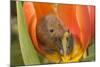 Harvest Mouse in Tulip Flower-null-Mounted Photographic Print