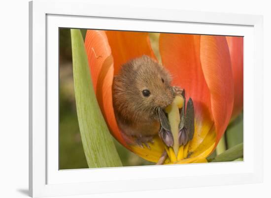 Harvest Mouse in Tulip Flower-null-Framed Photographic Print