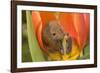 Harvest Mouse in Tulip Flower-null-Framed Photographic Print