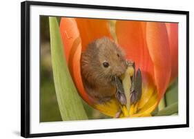 Harvest Mouse in Tulip Flower-null-Framed Photographic Print