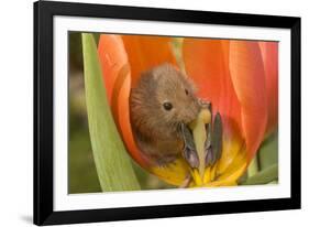 Harvest Mouse in Tulip Flower-null-Framed Photographic Print