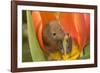 Harvest Mouse in Tulip Flower-null-Framed Photographic Print