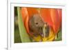 Harvest Mouse in Tulip Flower-null-Framed Photographic Print