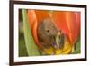 Harvest Mouse in Tulip Flower-null-Framed Photographic Print