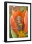 Harvest Mouse in Tulip Flower-null-Framed Photographic Print