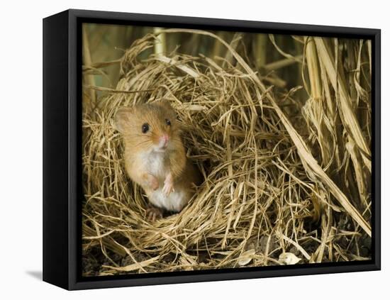 Harvest Mouse Looking Out of Ground Nest in Corn, UK-Andy Sands-Framed Stretched Canvas