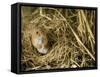 Harvest Mouse Looking Out of Ground Nest in Corn, UK-Andy Sands-Framed Stretched Canvas