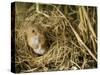 Harvest Mouse Looking Out of Ground Nest in Corn, UK-Andy Sands-Stretched Canvas