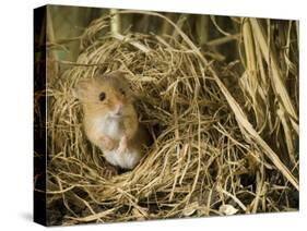 Harvest Mouse Looking Out of Ground Nest in Corn, UK-Andy Sands-Stretched Canvas