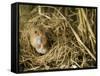 Harvest Mouse Looking Out of Ground Nest in Corn, UK-Andy Sands-Framed Stretched Canvas