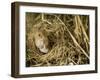 Harvest Mouse Looking Out of Ground Nest in Corn, UK-Andy Sands-Framed Photographic Print