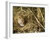 Harvest Mouse Looking Out of Ground Nest in Corn, UK-Andy Sands-Framed Photographic Print