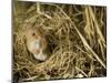Harvest Mouse Looking Out of Ground Nest in Corn, UK-Andy Sands-Mounted Photographic Print