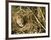 Harvest Mouse Looking Out of Ground Nest in Corn, UK-Andy Sands-Framed Photographic Print