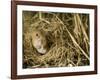 Harvest Mouse Looking Out of Ground Nest in Corn, UK-Andy Sands-Framed Photographic Print