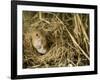 Harvest Mouse Looking Out of Ground Nest in Corn, UK-Andy Sands-Framed Photographic Print