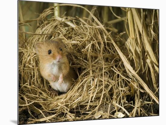 Harvest Mouse Looking Out of Ground Nest in Corn, UK-Andy Sands-Mounted Photographic Print