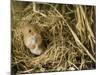 Harvest Mouse Looking Out of Ground Nest in Corn, UK-Andy Sands-Mounted Photographic Print