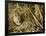 Harvest Mouse Looking Out of Ground Nest in Corn, UK-Andy Sands-Framed Photographic Print