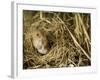 Harvest Mouse Looking Out of Ground Nest in Corn, UK-Andy Sands-Framed Photographic Print