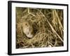 Harvest Mouse Looking Out of Ground Nest in Corn, UK-Andy Sands-Framed Photographic Print