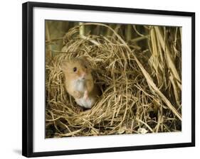 Harvest Mouse Looking Out of Ground Nest in Corn, UK-Andy Sands-Framed Photographic Print