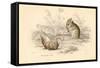 Harvest Mouse (Micromys Minutu) of the Old World, 1828-null-Framed Stretched Canvas