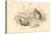 Harvest Mouse (Micromys Minutu) of the Old World, 1828-null-Stretched Canvas