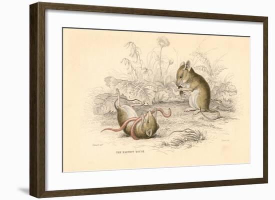 Harvest Mouse (Micromys Minutu) of the Old World, 1828-null-Framed Giclee Print