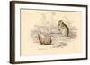 Harvest Mouse (Micromys Minutu) of the Old World, 1828-null-Framed Giclee Print