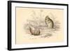 Harvest Mouse (Micromys Minutu) of the Old World, 1828-null-Framed Giclee Print