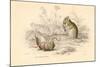 Harvest Mouse (Micromys Minutu) of the Old World, 1828-null-Mounted Giclee Print