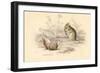 Harvest Mouse (Micromys Minutu) of the Old World, 1828-null-Framed Giclee Print