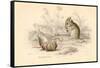 Harvest Mouse (Micromys Minutu) of the Old World, 1828-null-Framed Stretched Canvas