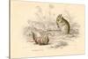 Harvest Mouse (Micromys Minutu) of the Old World, 1828-null-Stretched Canvas