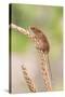 Harvest Mouse (Micromys Minutus), Captive, United Kingdom, Europe-Ann and Steve Toon-Stretched Canvas