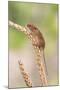 Harvest Mouse (Micromys Minutus), Captive, United Kingdom, Europe-Ann and Steve Toon-Mounted Photographic Print