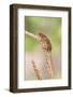 Harvest Mouse (Micromys Minutus), Captive, United Kingdom, Europe-Ann and Steve Toon-Framed Photographic Print