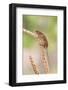 Harvest Mouse (Micromys Minutus), Captive, United Kingdom, Europe-Ann and Steve Toon-Framed Photographic Print