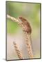 Harvest Mouse (Micromys Minutus), Captive, United Kingdom, Europe-Ann and Steve Toon-Mounted Photographic Print