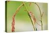 Harvest Mouse (Micromys Minutus) On Stalk, West Country Wildlife Photography Centre, Captive, June-David Pike-Stretched Canvas