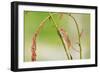 Harvest Mouse (Micromys Minutus) On Stalk, West Country Wildlife Photography Centre, Captive, June-David Pike-Framed Photographic Print