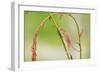 Harvest Mouse (Micromys Minutus) On Stalk, West Country Wildlife Photography Centre, Captive, June-David Pike-Framed Photographic Print